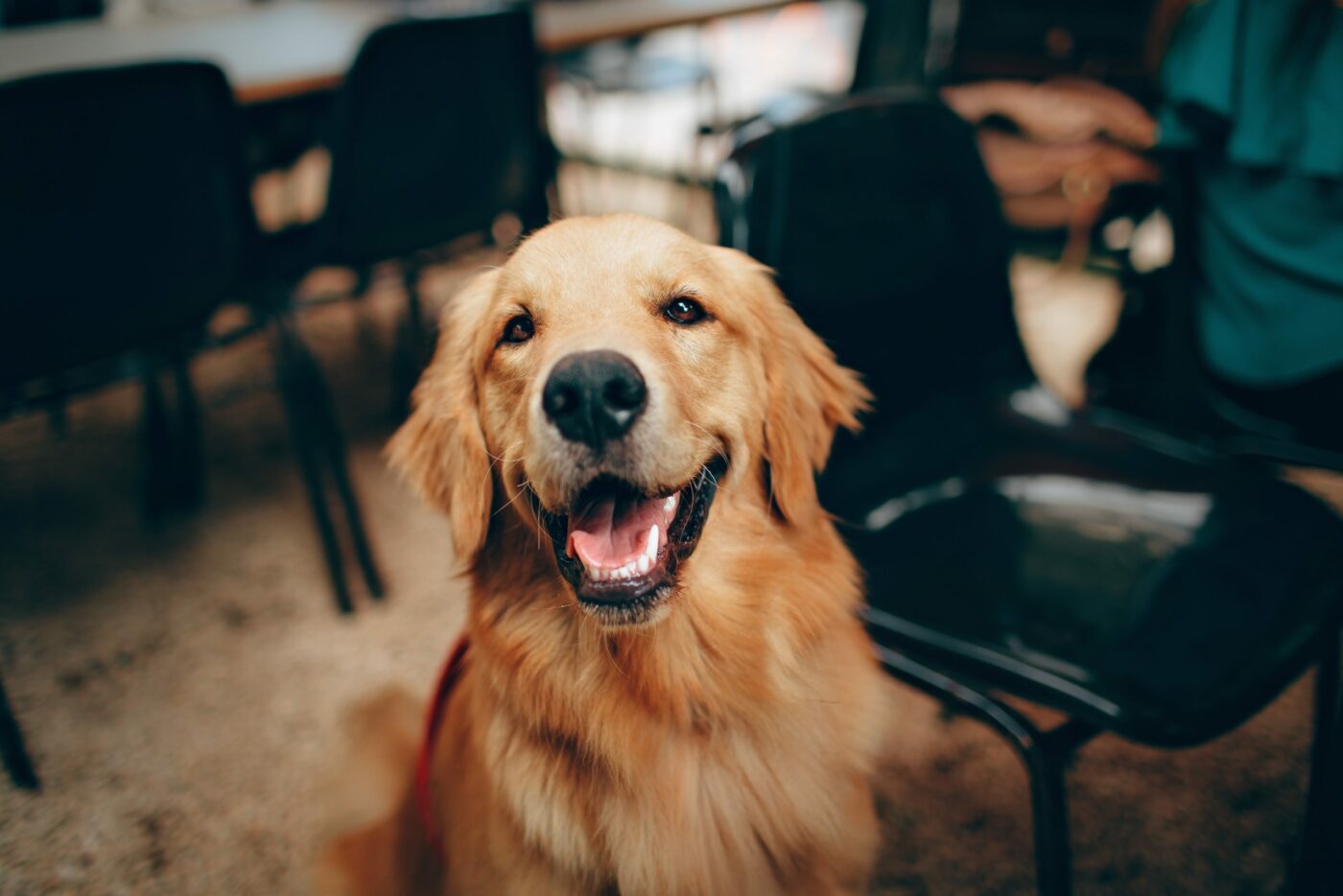 Chien - RNCP