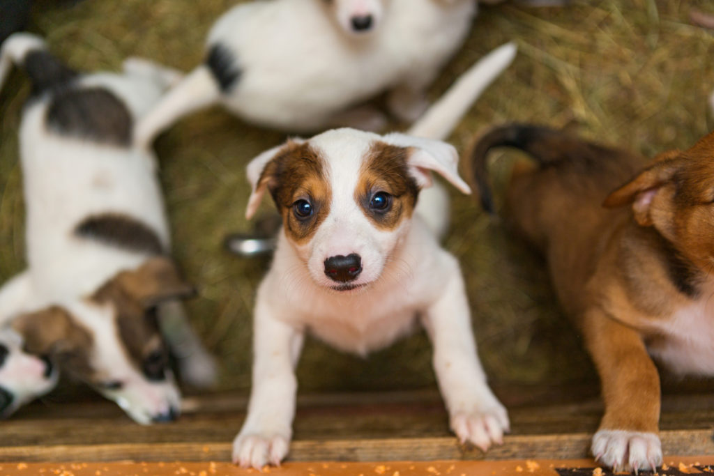 Chiot Jack Russel