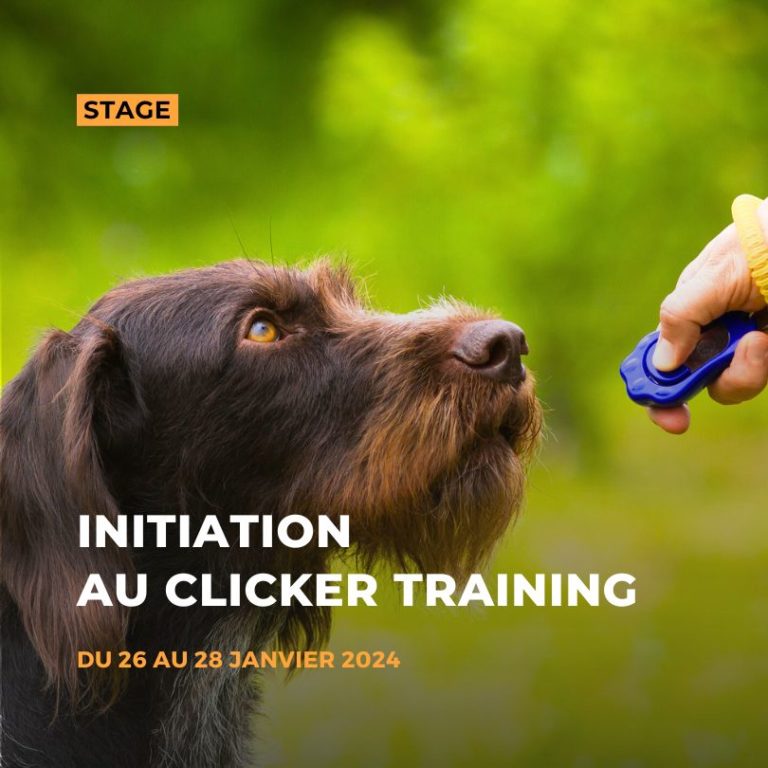 Stage d'initiation au clicker training 2024