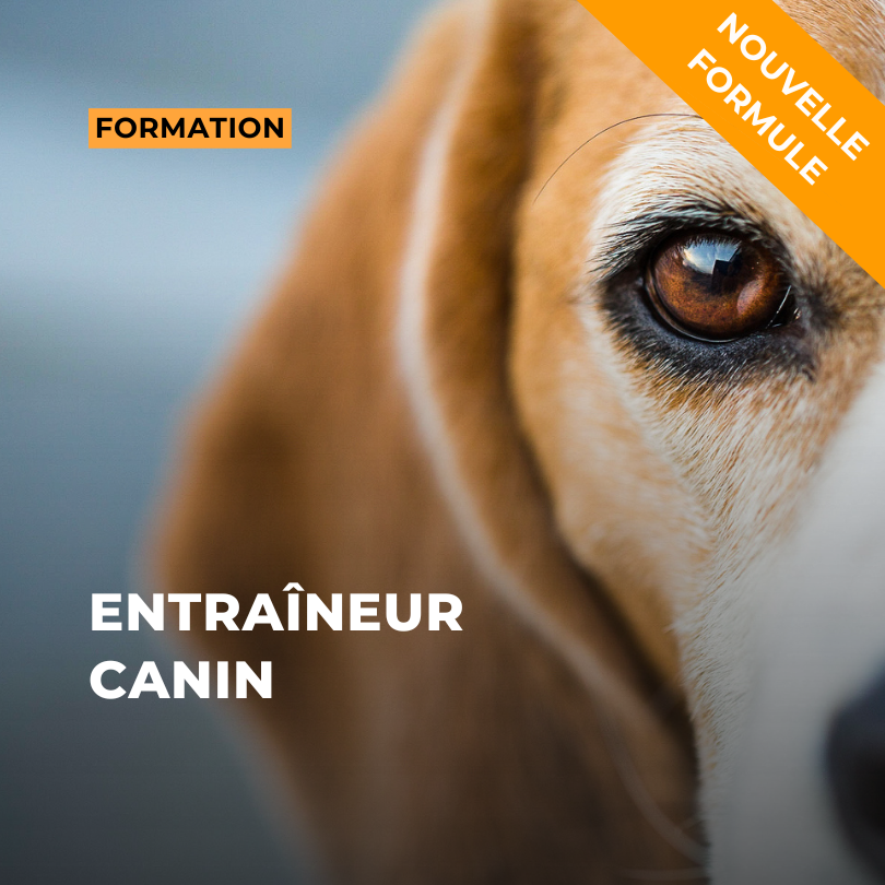 Formation entraineur comportementaliste canin