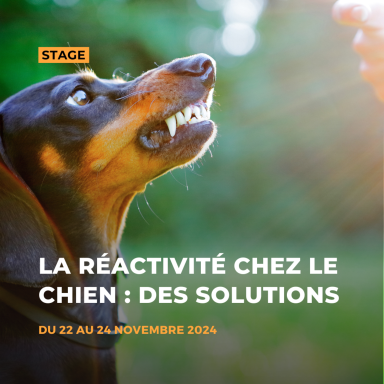 Chien réactif