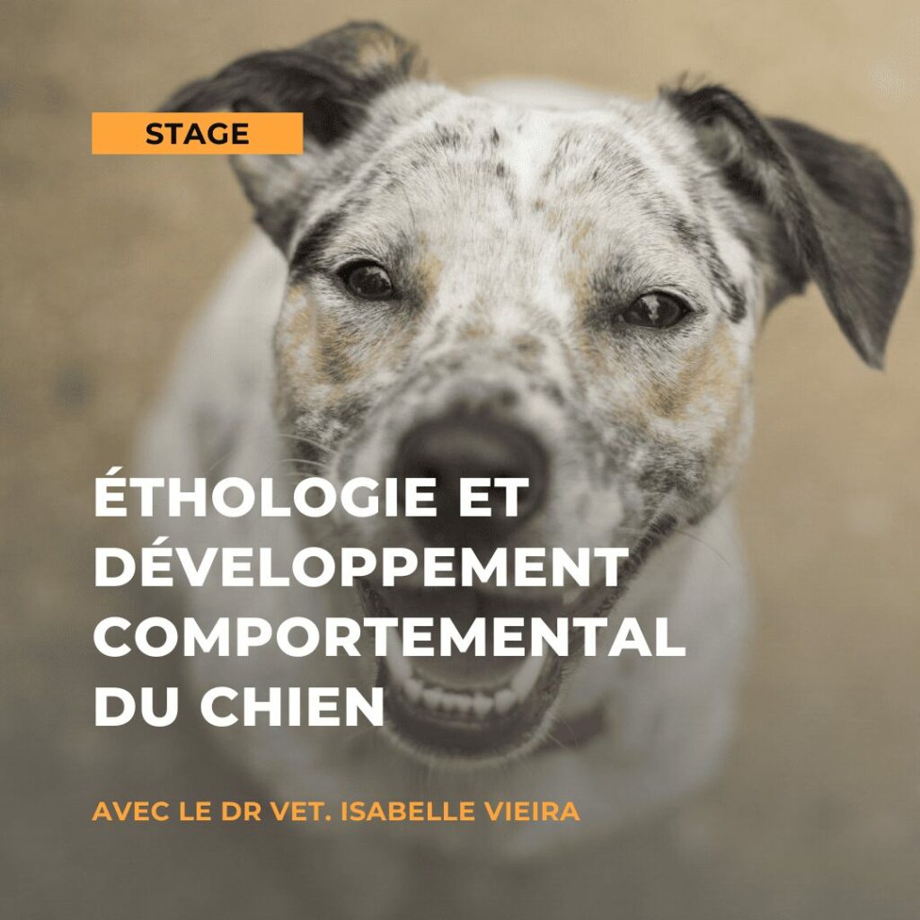 éthologie et développement comportemental du chien