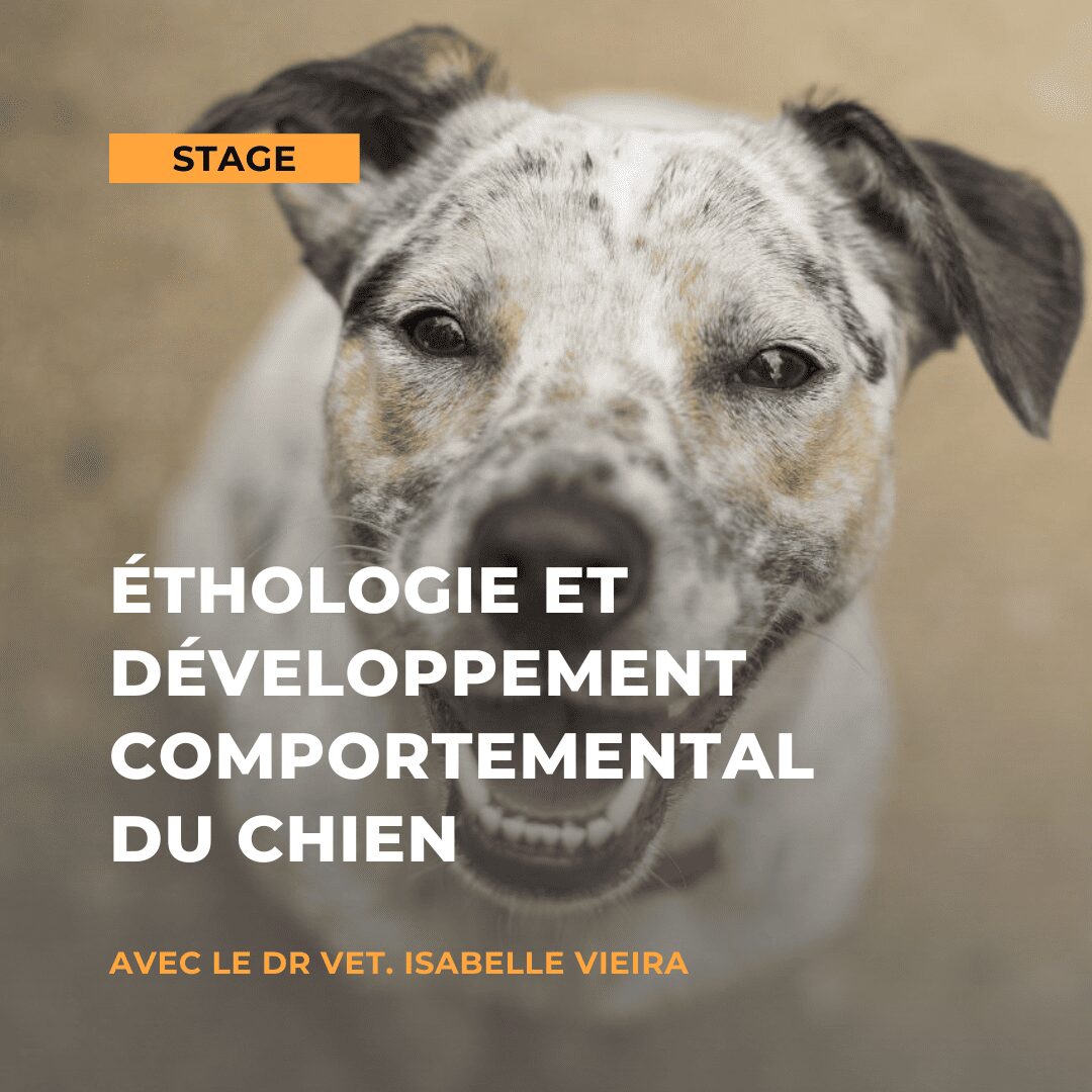 éthologie et développement comportemental du chien