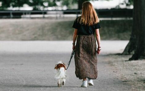 Mon chien tire en laisse : des solutions rapides efficaces en éducation positive