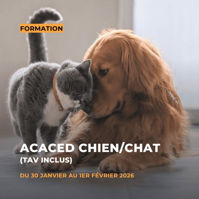 ACACED chien/chat TAV inclus janvier/février 2026 dans le 78