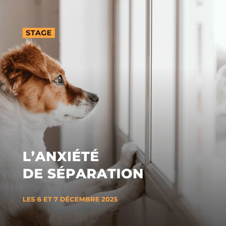 Stage sur l'anxiété de séparation chez le chien avec Lisa Longo