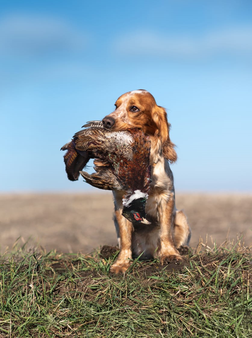 Instinct de chasse