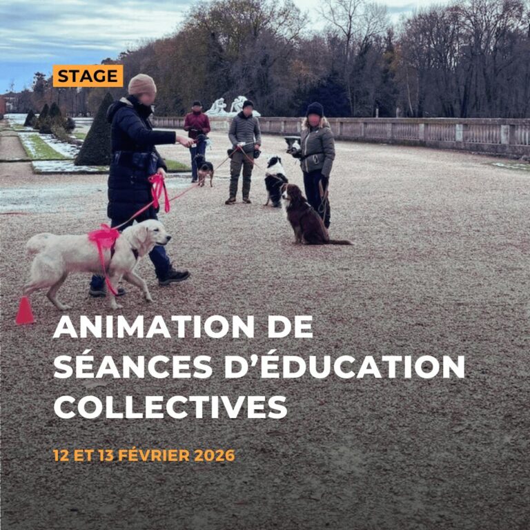 Découvrez comment animer des séances d'éducation canine en groupe avec Vlanina Mosny