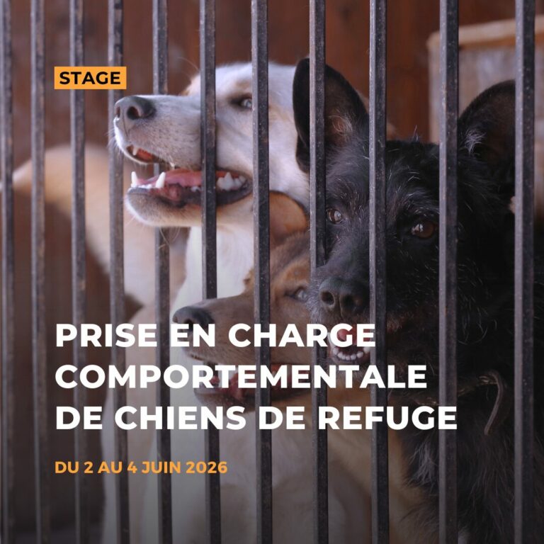 Prise en charge comportementale de chiens hébergés en refuge