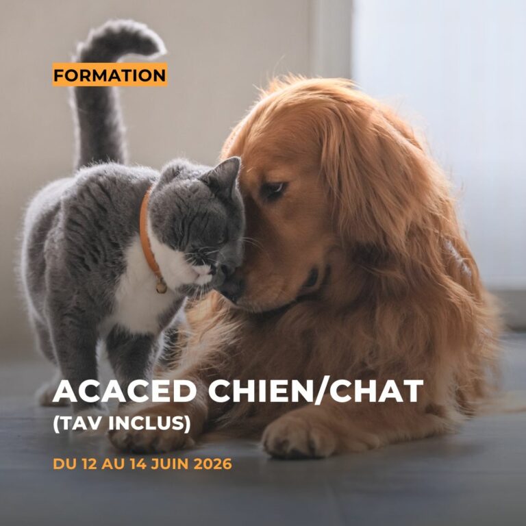 ACACED Chien/Chat (TAV inclus)