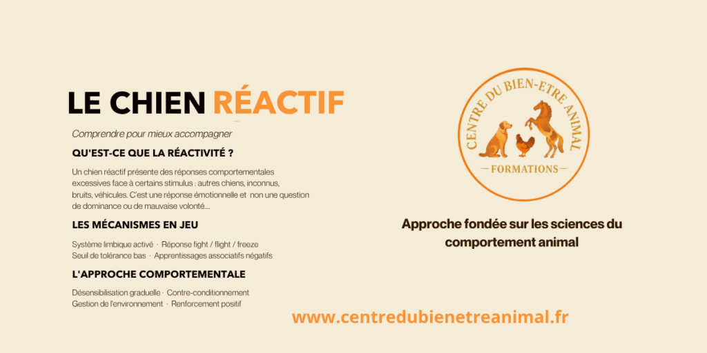 Réactivité canine