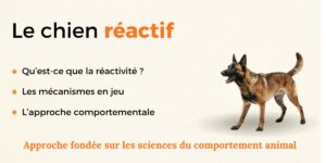 La réactivité canine et son approche comportementale