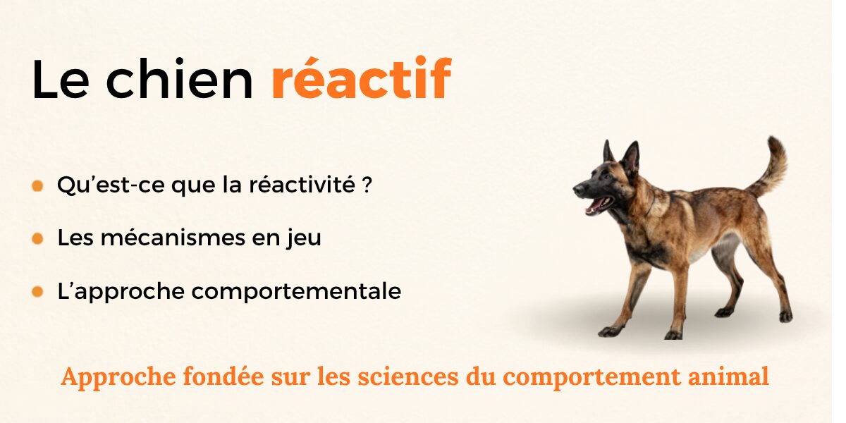 La réactivité canine et son approche comportementale