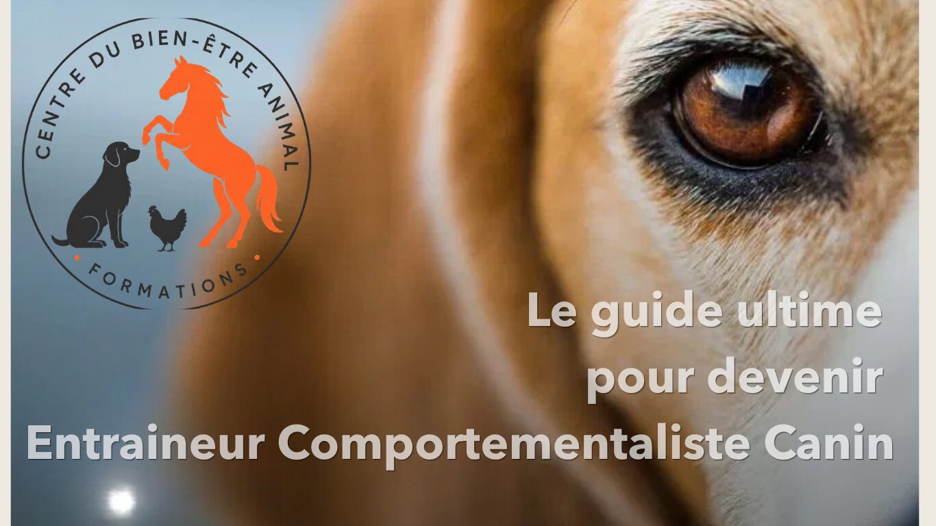 Formation entraineur comportementalite Canin