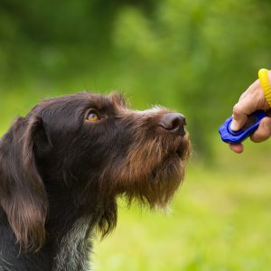 training a young dog with a clicker on the green background