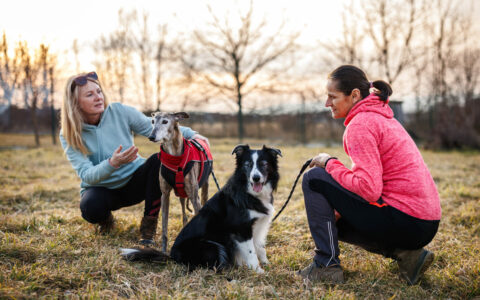Mentorat-educateur-canin
