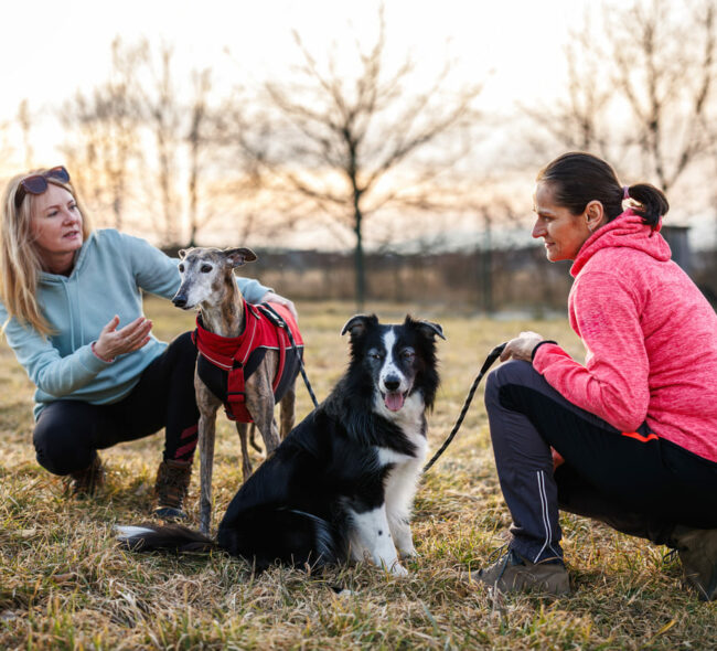 Mentorat-educateur-canin