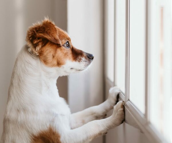 Chien seul attendant le retour de son humain.