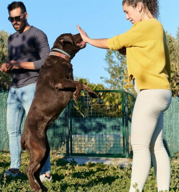 éducation-canine éducation-canine