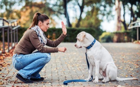 Dog owner having fun in the park with pet. Friendship between human and dog. Pets and animals concept