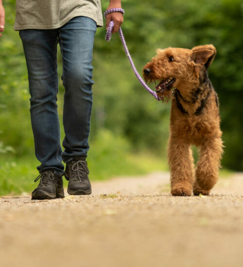 Airedale Terrier. Dog handler is walking with his obedient dog on a rural street in a forest.