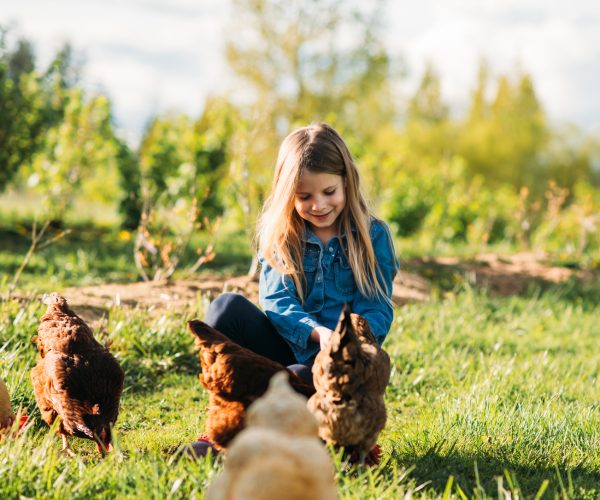 Girl feeding hens at the farm