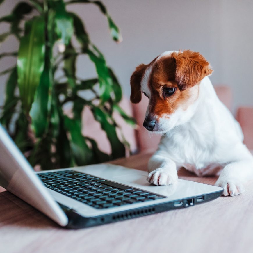 cute jack russell dog working on laptop at home. Technology concept.
