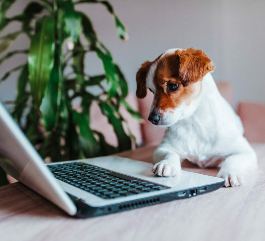 cute jack russell dog working on laptop at home. Technology concept.