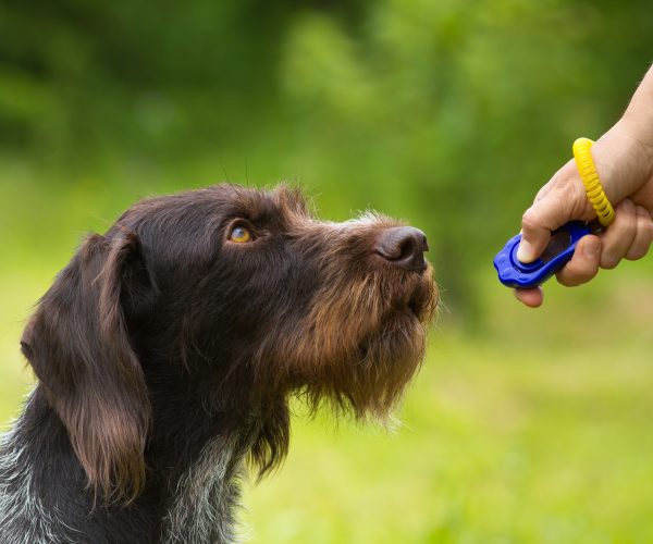 Initiation clicker training avec un chien
