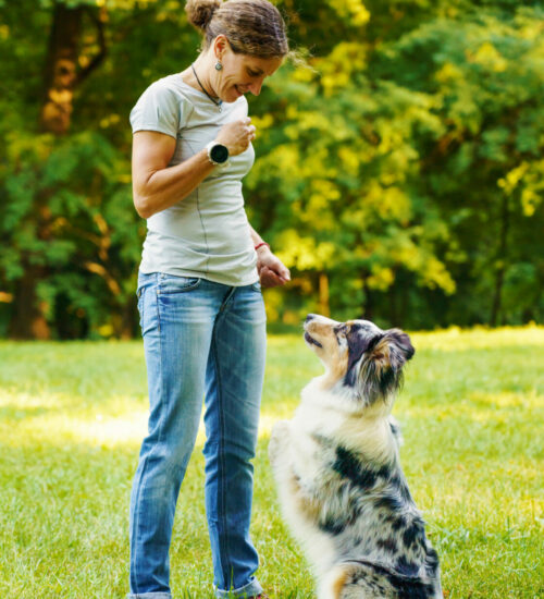 stage-clicker-training-chien
