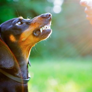 Aggressive black dachshund bared its teeth in front of the woman hand in bright rays sun