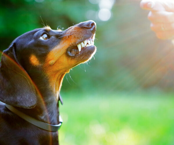 Aggressive black dachshund bared its teeth in front of the woman hand in bright rays sun
